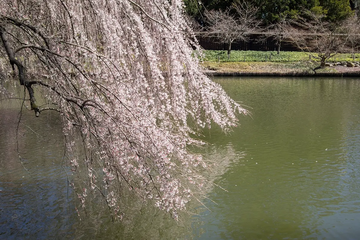 Cherry blossom at the Brooklyn Botanic Garden