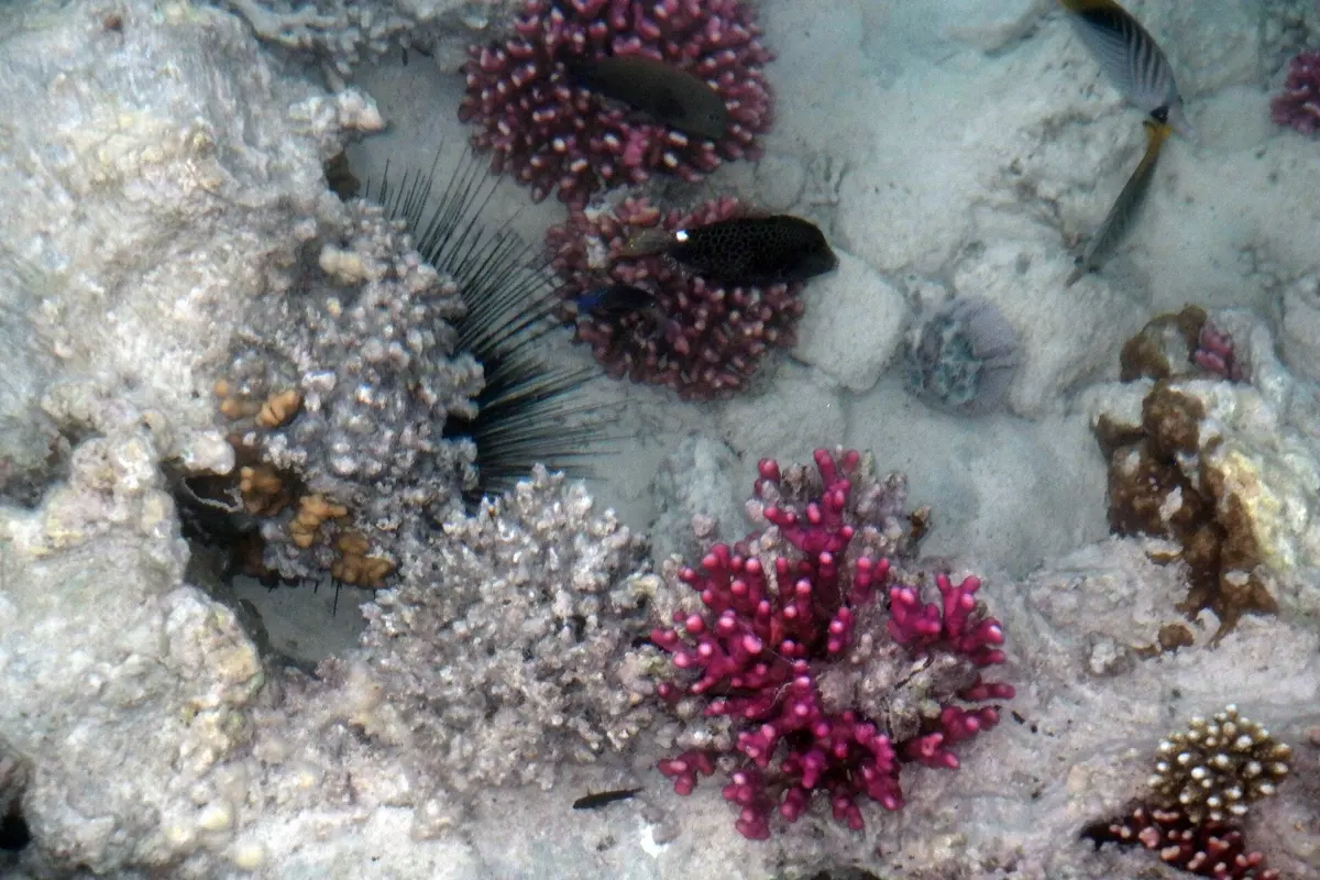 Coral reef off Hurghada in the Red Sea