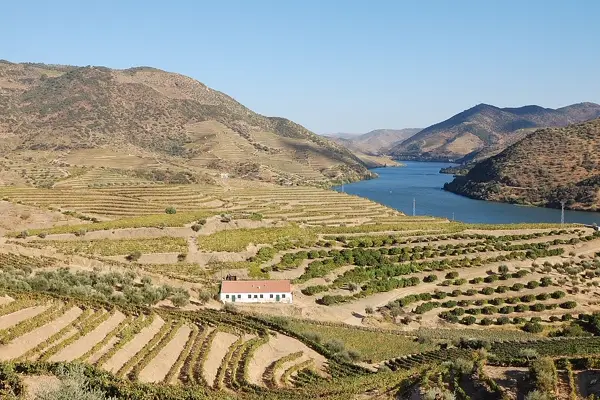 Weinterrassen im Douro-Tal