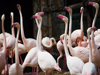 Budapest Zoo, Budapest