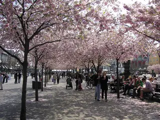 Kungsträdgården, Stockholm